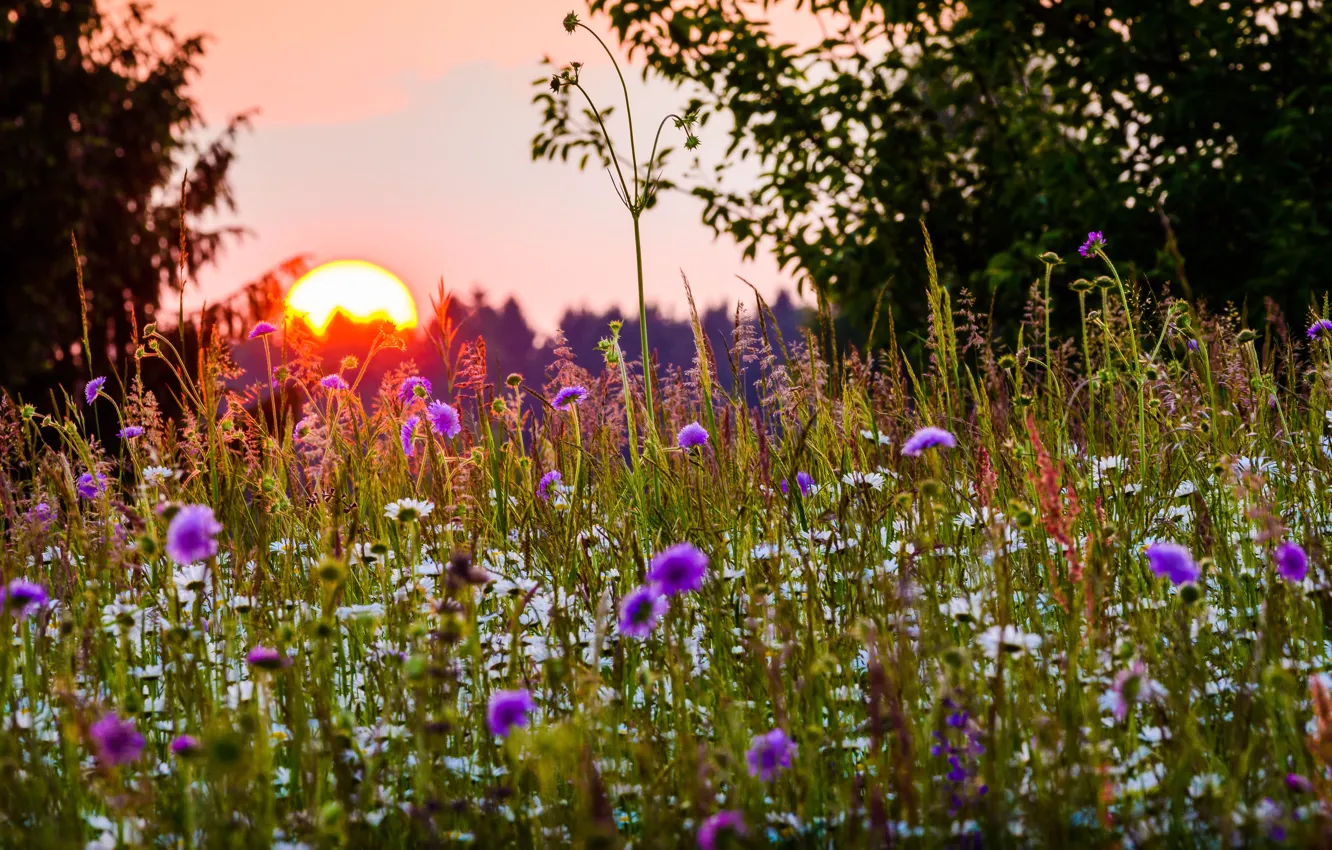 Photo wallpaper summer, grass, the sun, trees, sunset, flowers, nature, Bayern