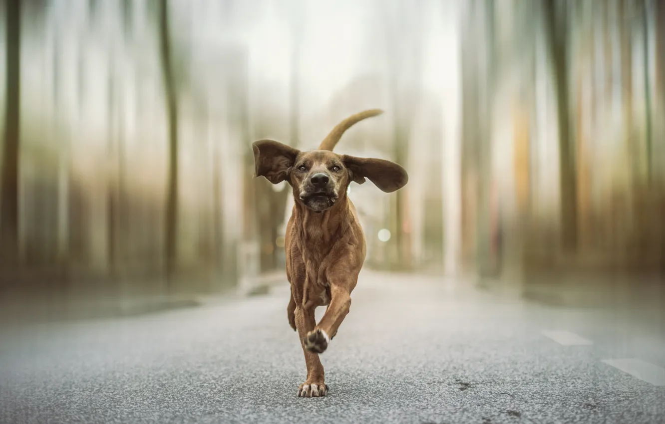 Photo wallpaper road, dog, running, ears
