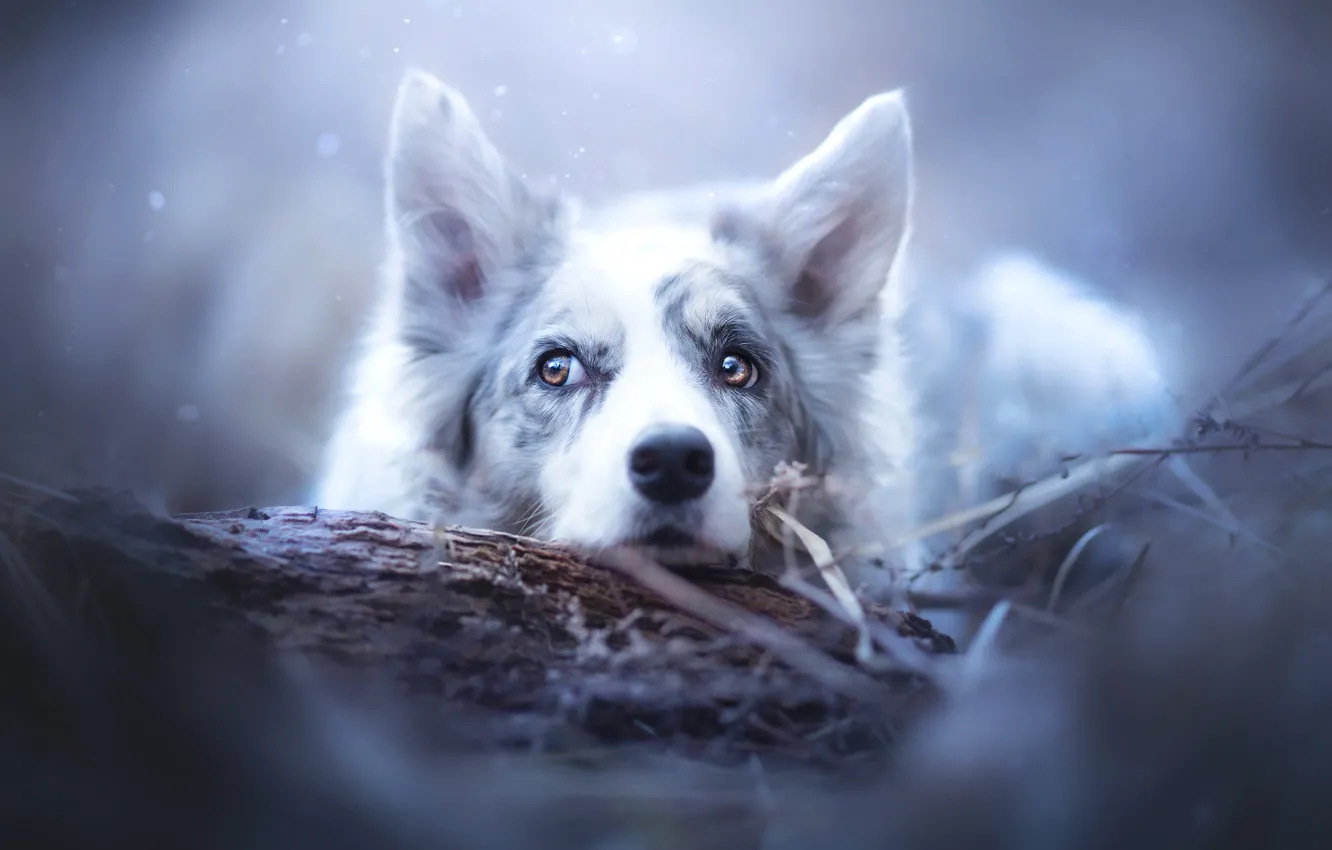 Photo wallpaper face, snow, dog, ears, The border collie