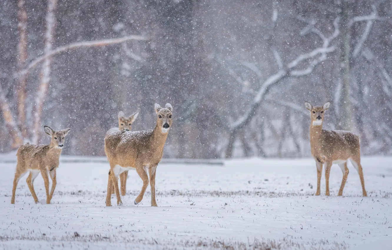 Photo wallpaper winter, deer, wildlife, family, snowing