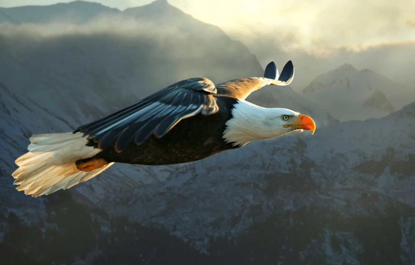 Photo wallpaper Eagle, flying, bird, mountain, animal