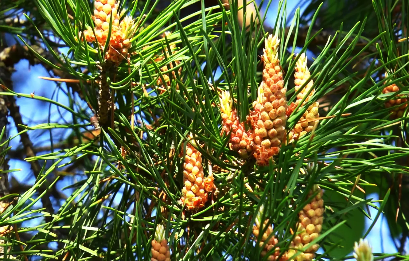 Photo wallpaper spruce, spring, needles