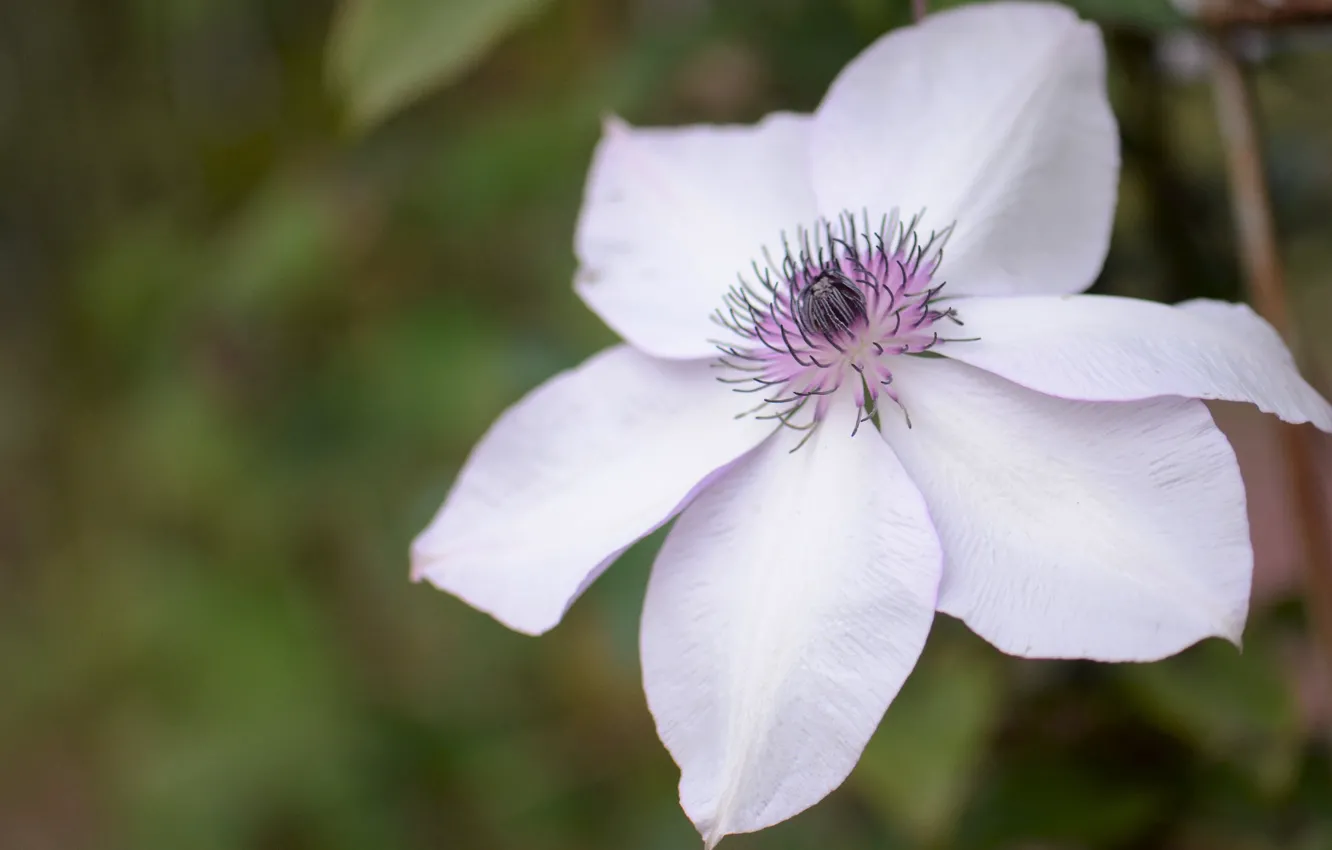 Photo wallpaper flowers, background, clematis