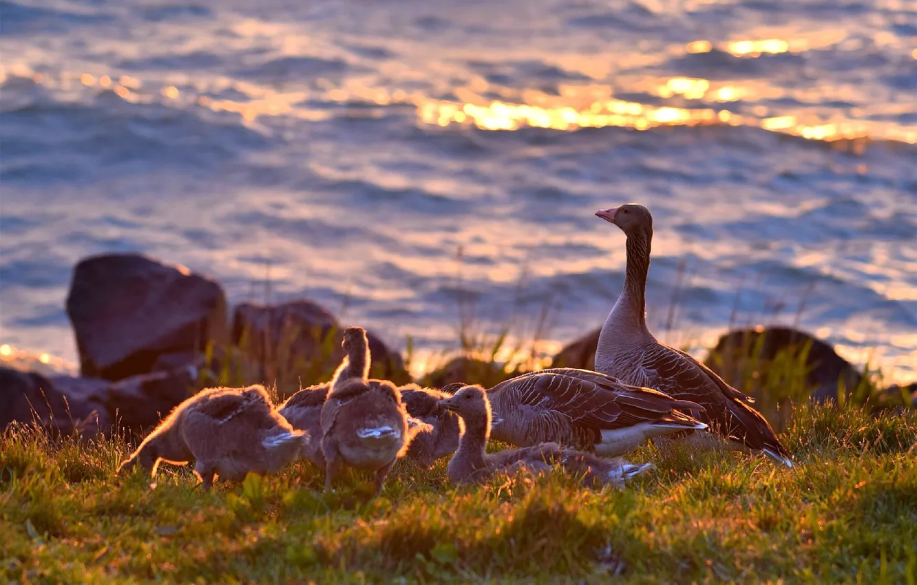 Photo wallpaper bird, pond, geese