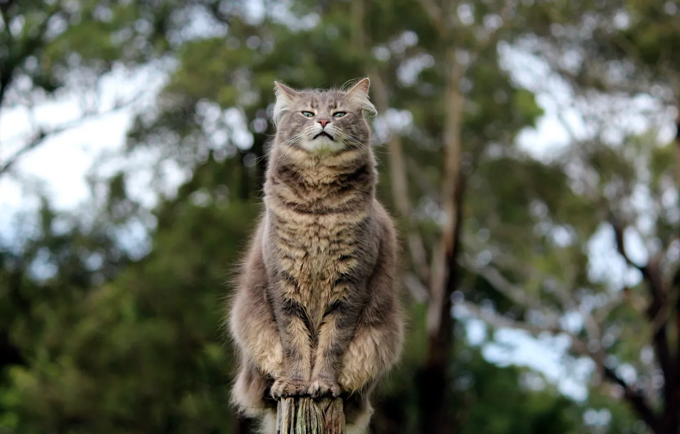 Photo wallpaper cat, look, pose