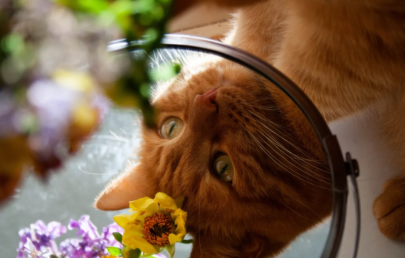 Photo wallpaper cat, eyes, cat, look, face, flowers, reflection, portrait