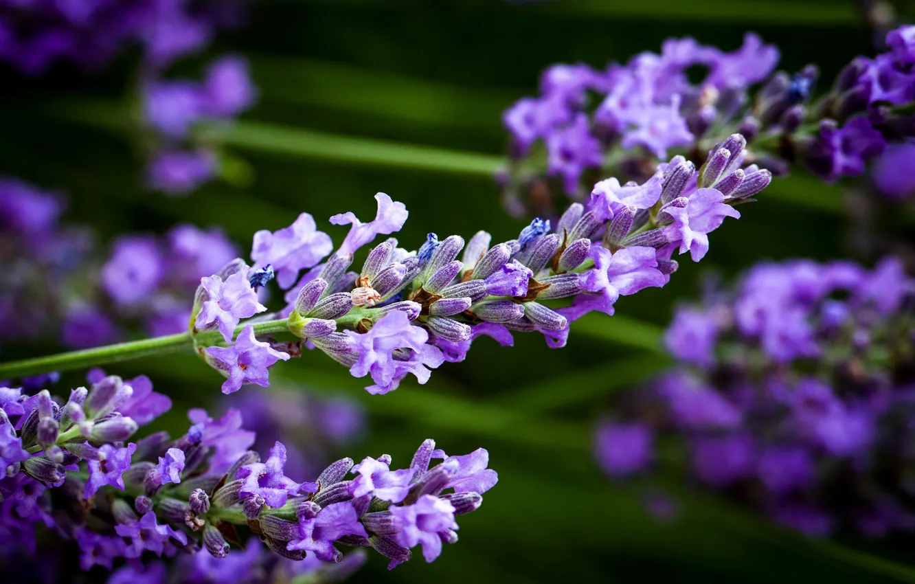 Photo wallpaper macro, flowers, nature, blur, stem, lavender