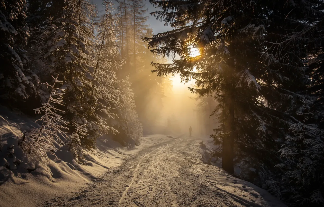Photo wallpaper road, forest, the sun, snow
