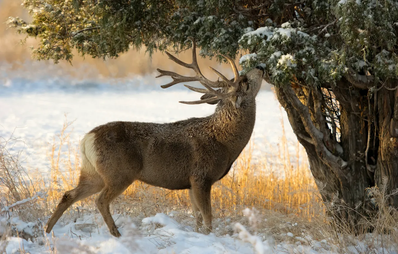 Photo wallpaper snow, tree, deer, juniper