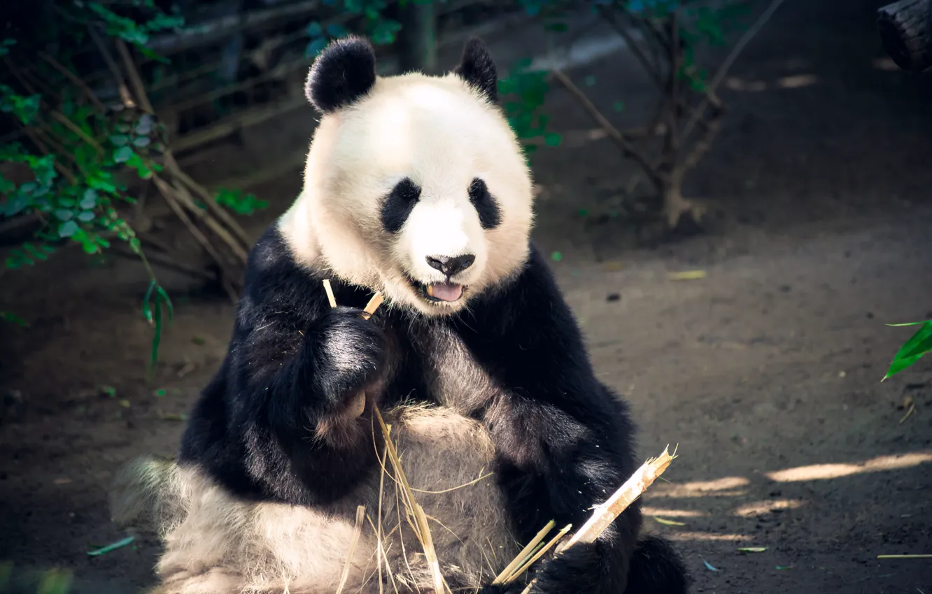 Photo wallpaper language, face, light, branches, bear, Panda, sitting, zoo