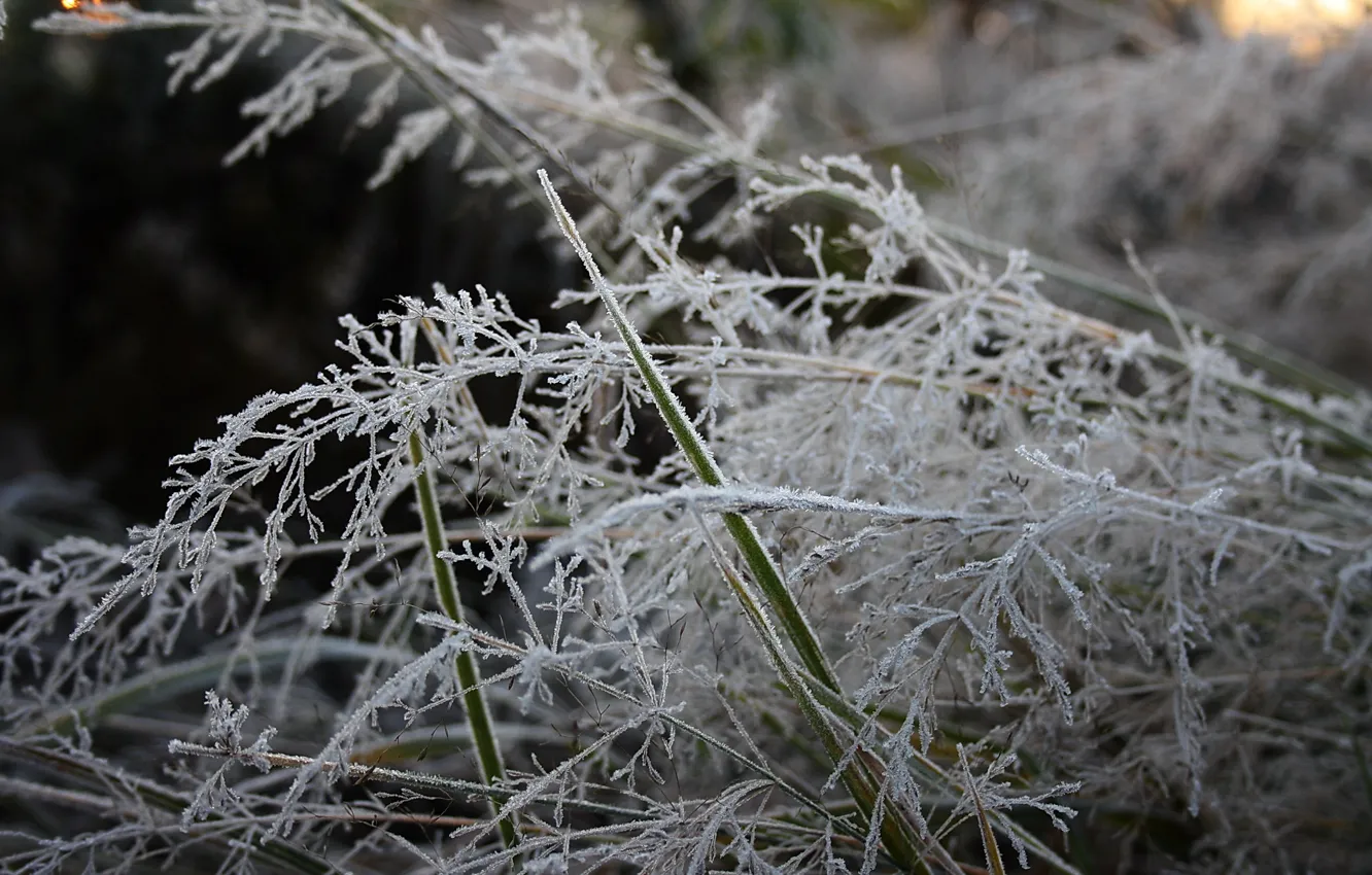 Photo wallpaper frost, grass, nature, morning, freezing