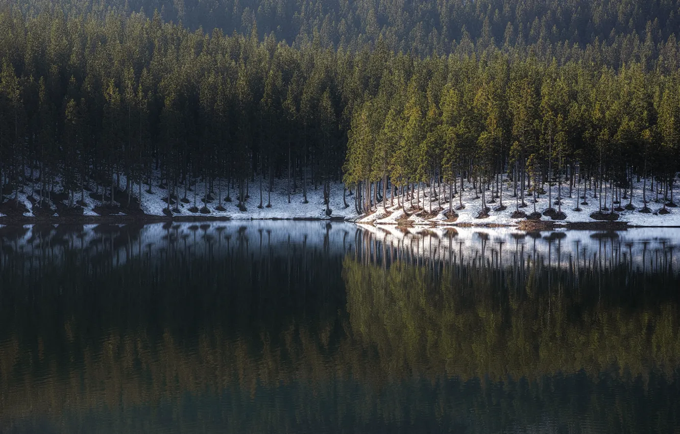 Photo wallpaper forest, water, trees, nature, reflection