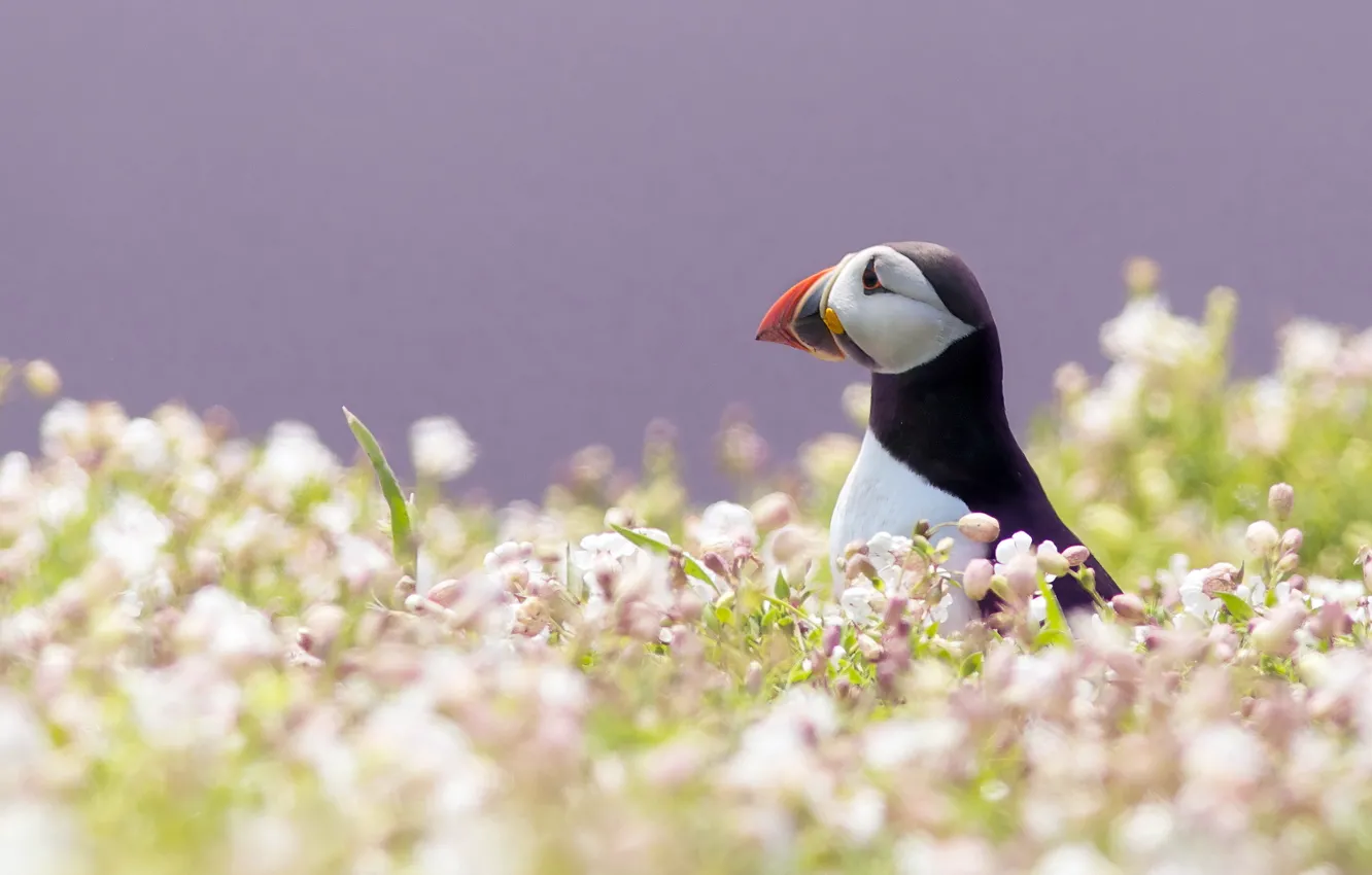 Photo wallpaper bird, stalled, puffin