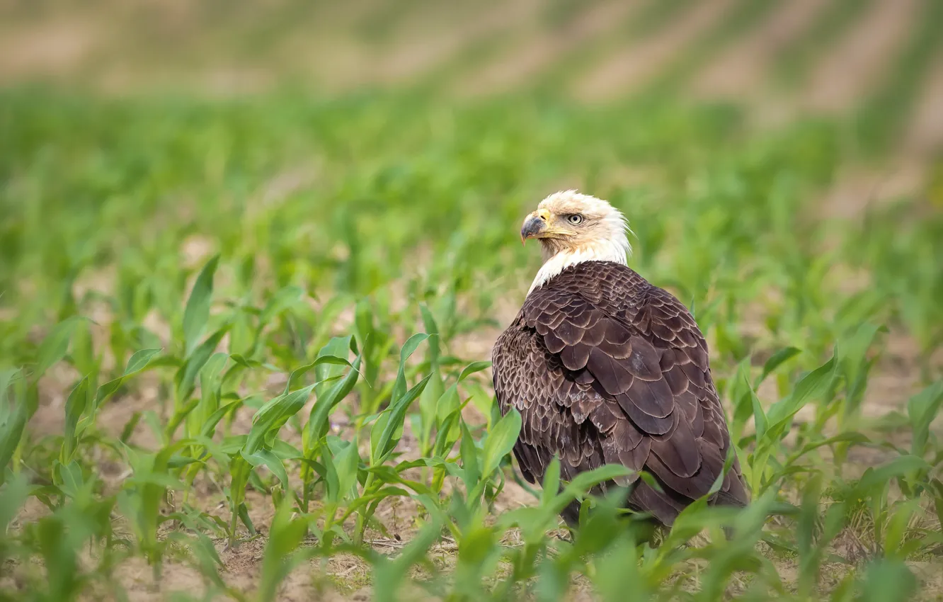 Photo wallpaper field, leaves, bird, eagle, bald eagle