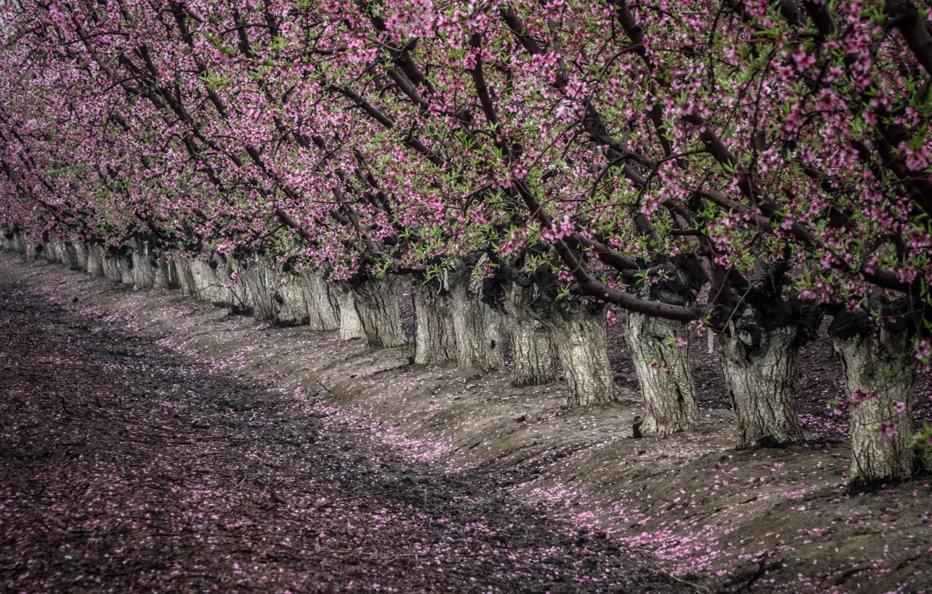 Photo wallpaper spring, garden, Apple