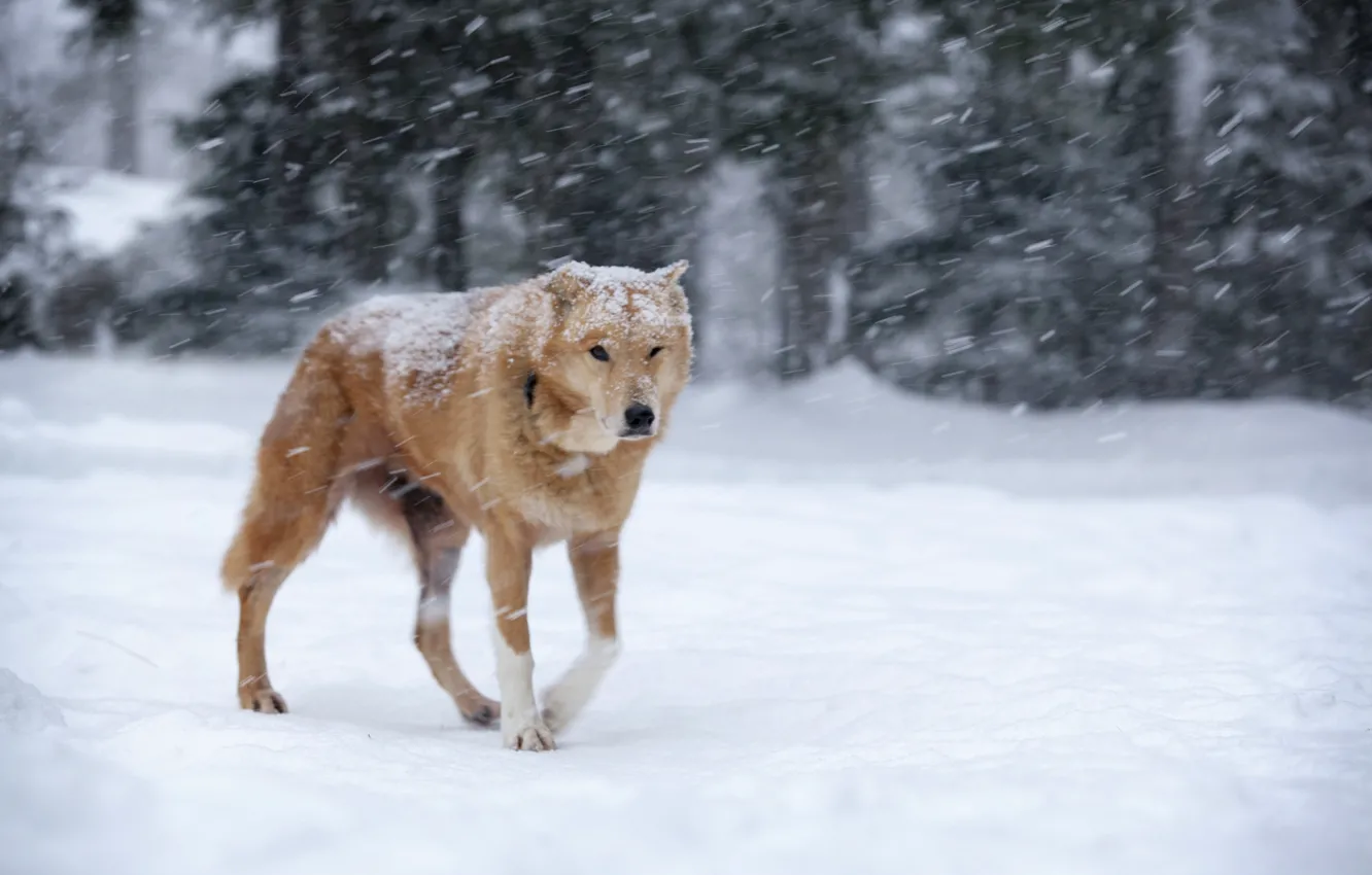 Photo wallpaper winter, snow, dog, red, Blizzard