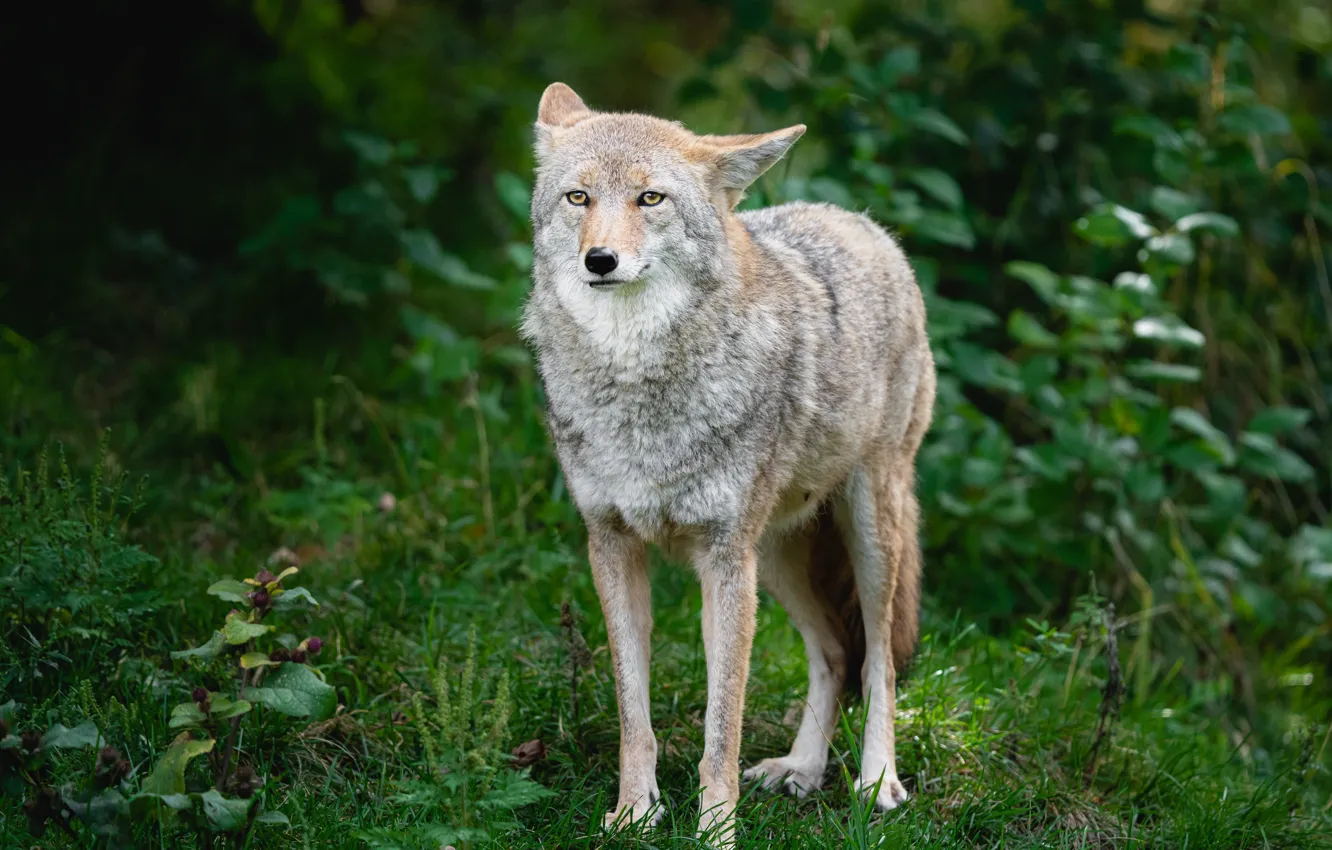 Photo wallpaper grass, look, face, wolf, is, coyote