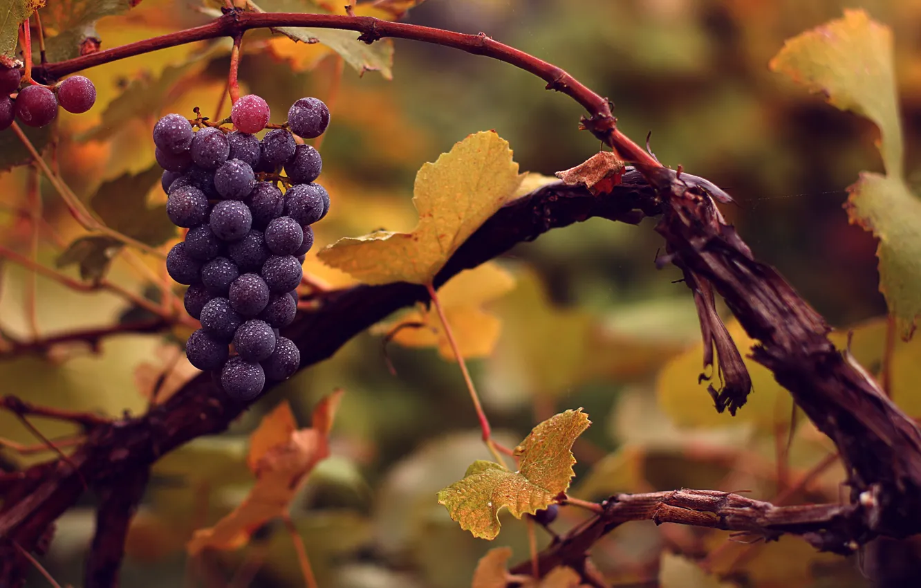 Photo wallpaper autumn, nature, wet, grapes, bunch