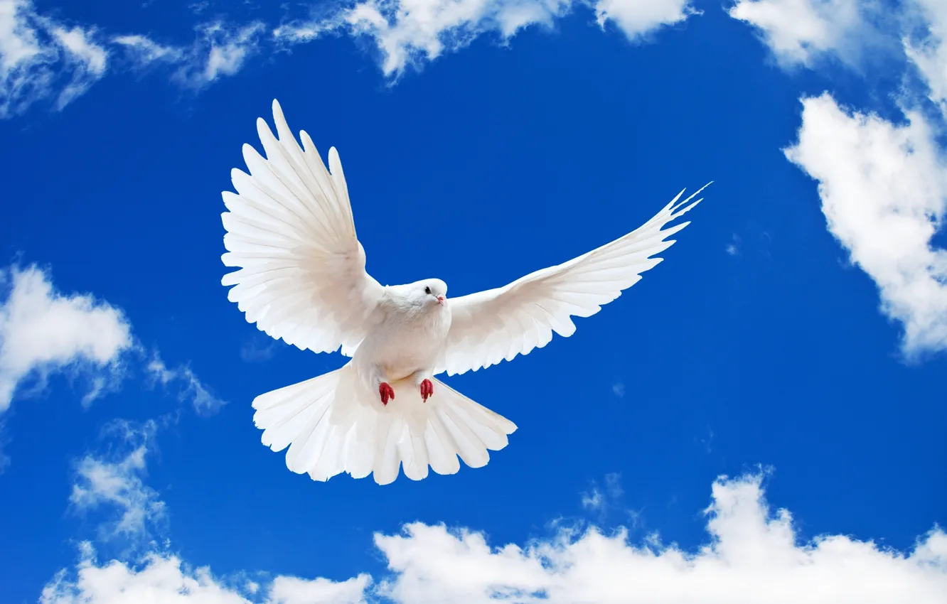 Photo wallpaper white, the sky, pigeons, white dove