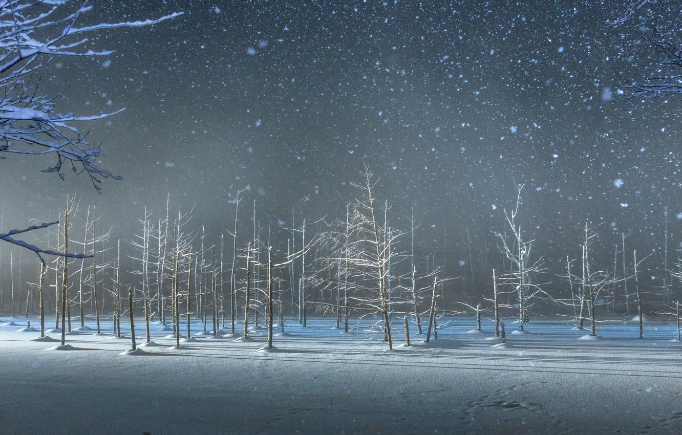 Photo wallpaper winter, forest, trees