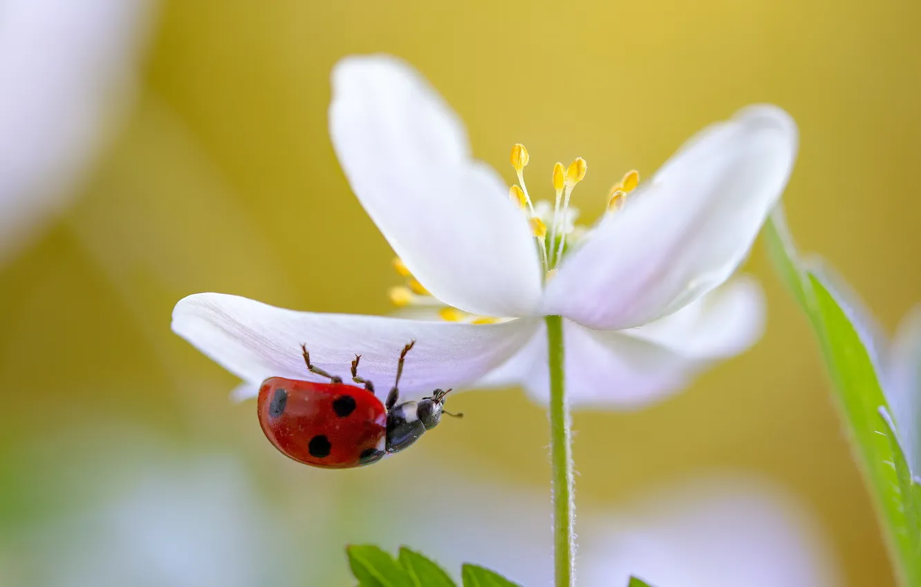 Photo wallpaper macro, flowers, nature, ladybug