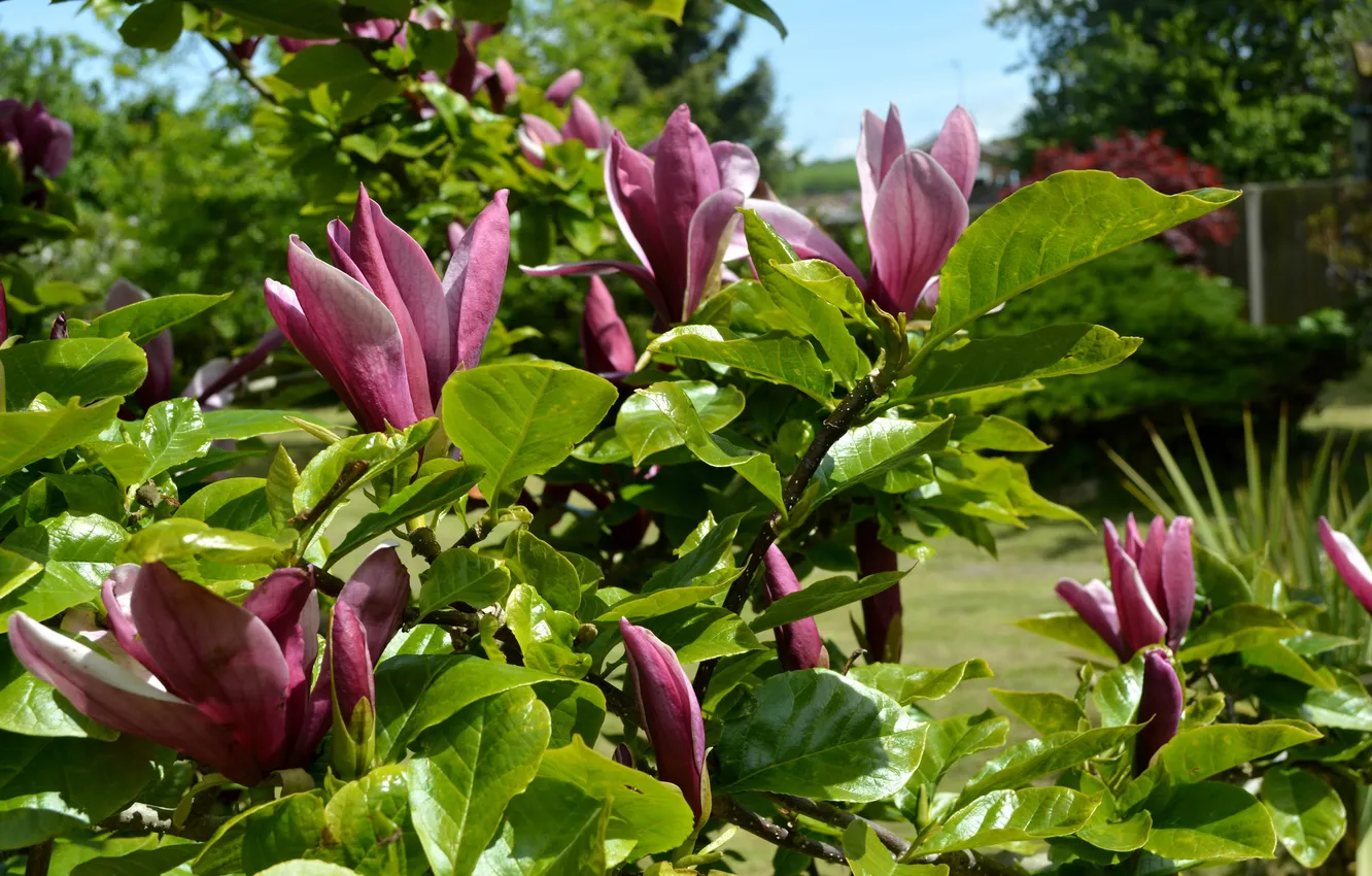 Photo wallpaper buds, flowering, Magnolia