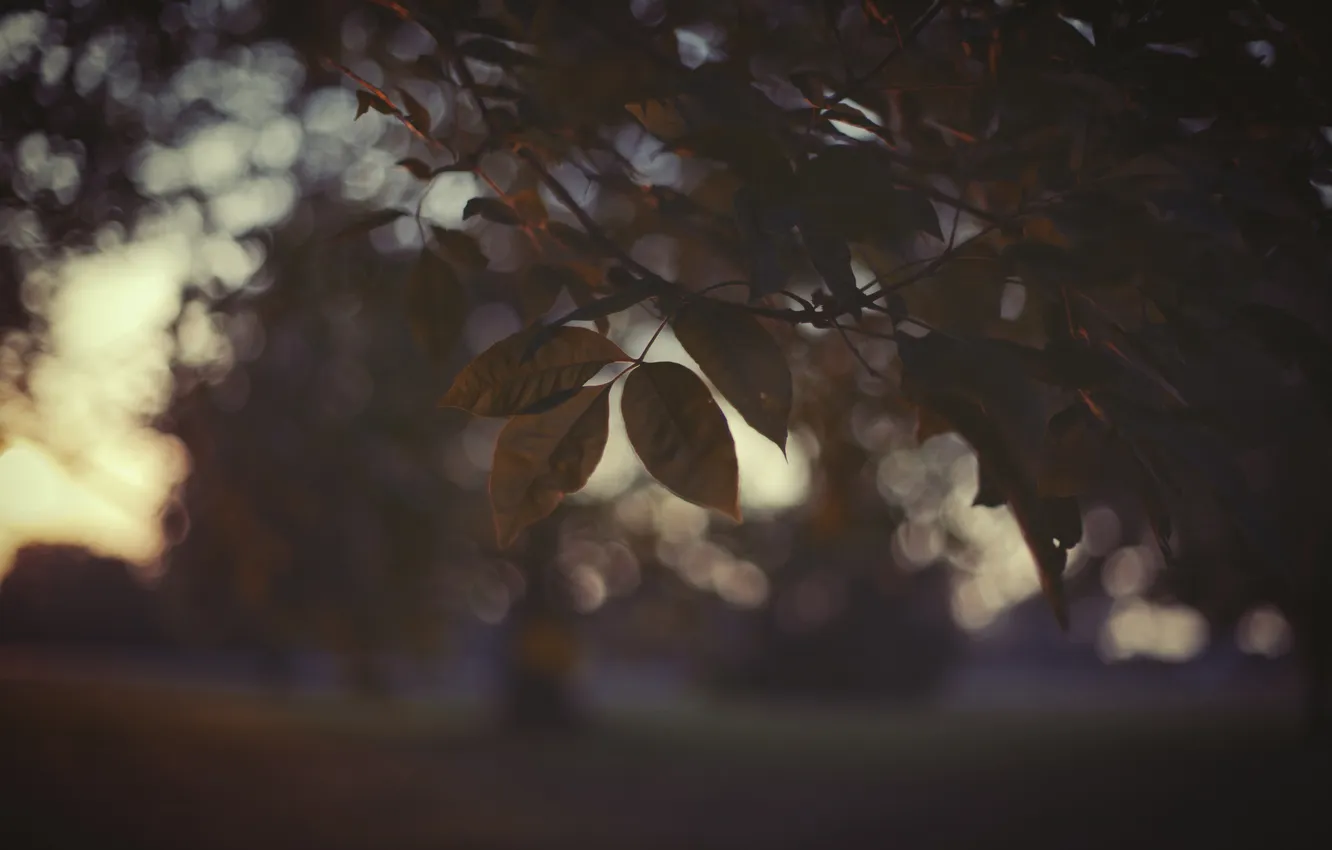 Photo wallpaper summer, macro, branches, foliage, the evening, dull colors