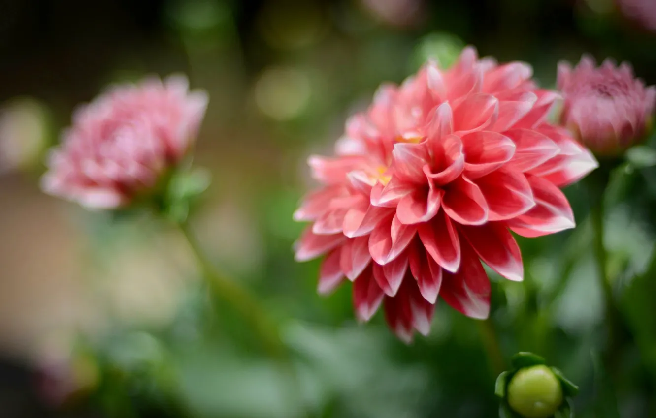 Photo wallpaper balls, dahlias, motley
