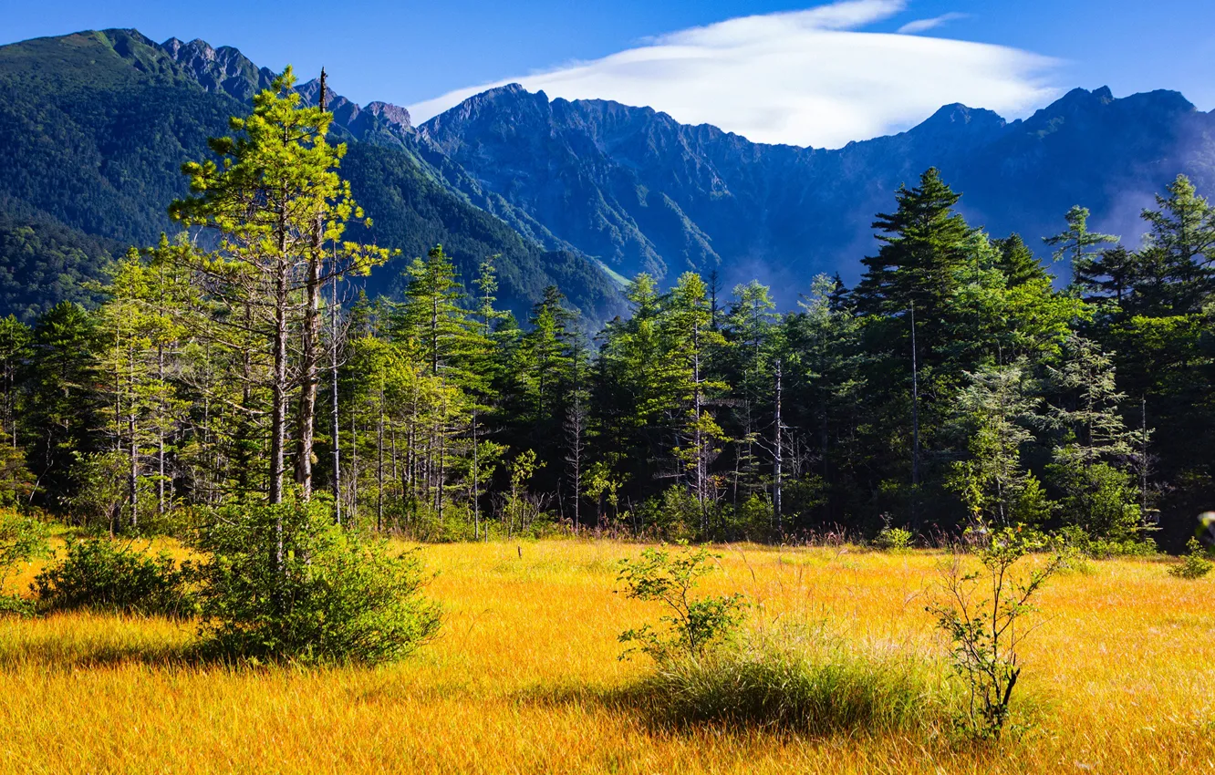 Photo wallpaper autumn, forest, the sky, grass, the sun, clouds, trees, mountains