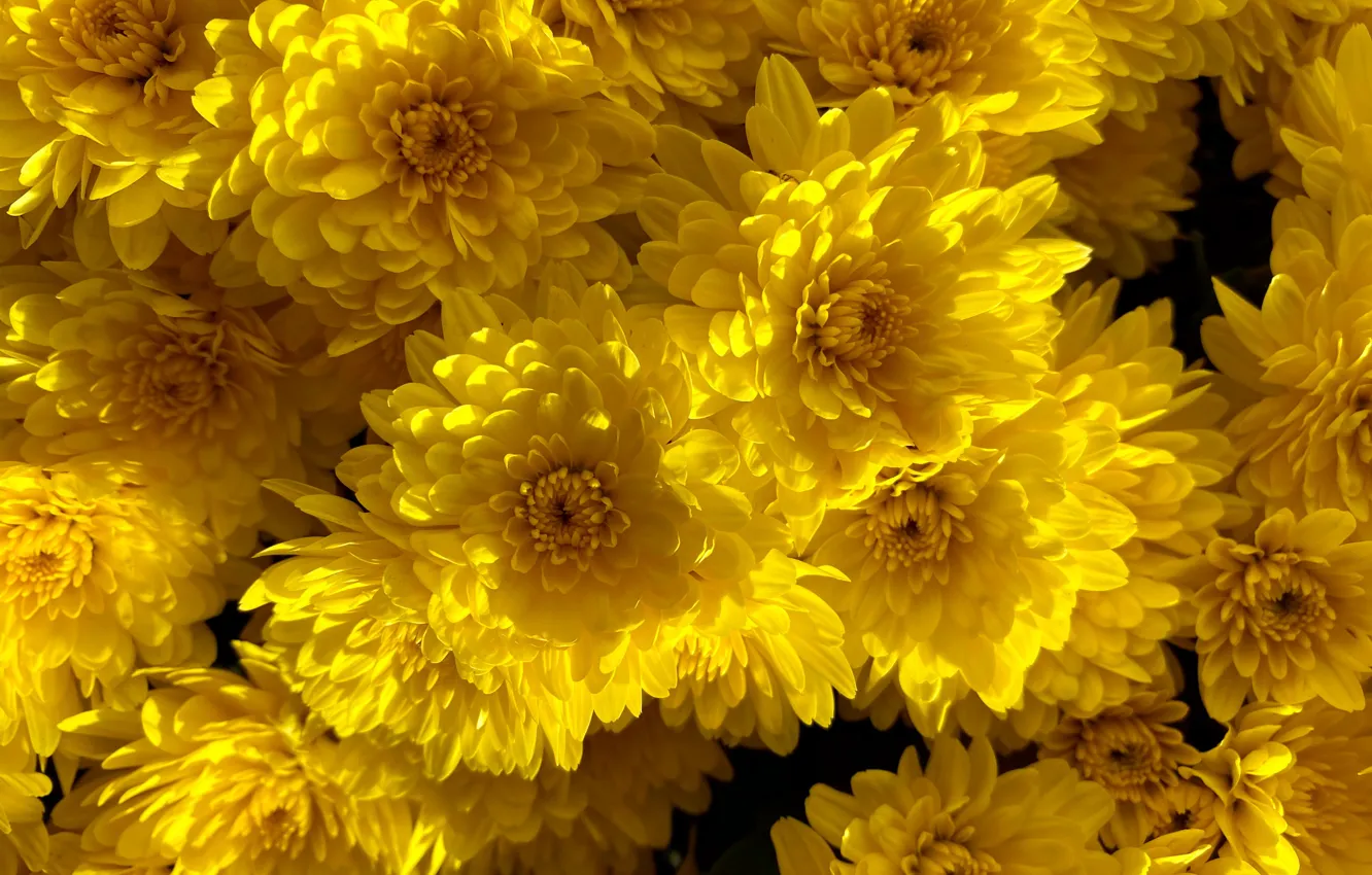 Photo wallpaper light, flowers, bright, yellow, chrysanthemum, a lot