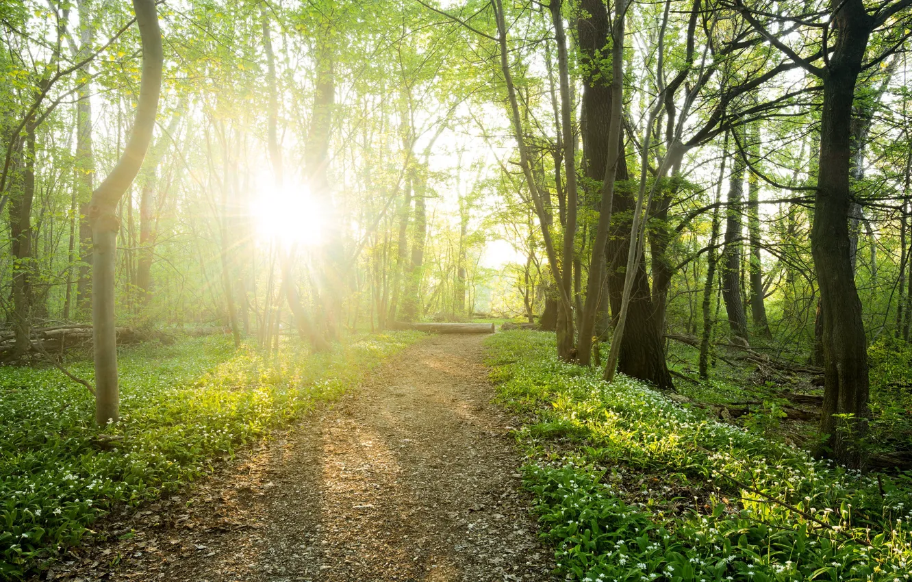 Photo wallpaper road, forest, light, flowers, spring