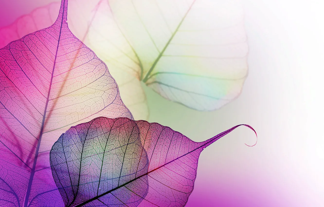 Photo wallpaper leaves, transparent, purple, veins, lilac