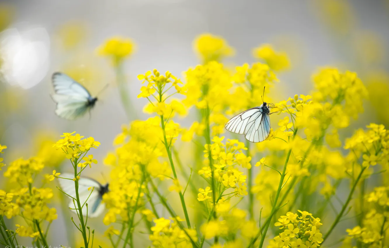 Photo wallpaper butterfly, flowers, yellow, Insects, the cabbage