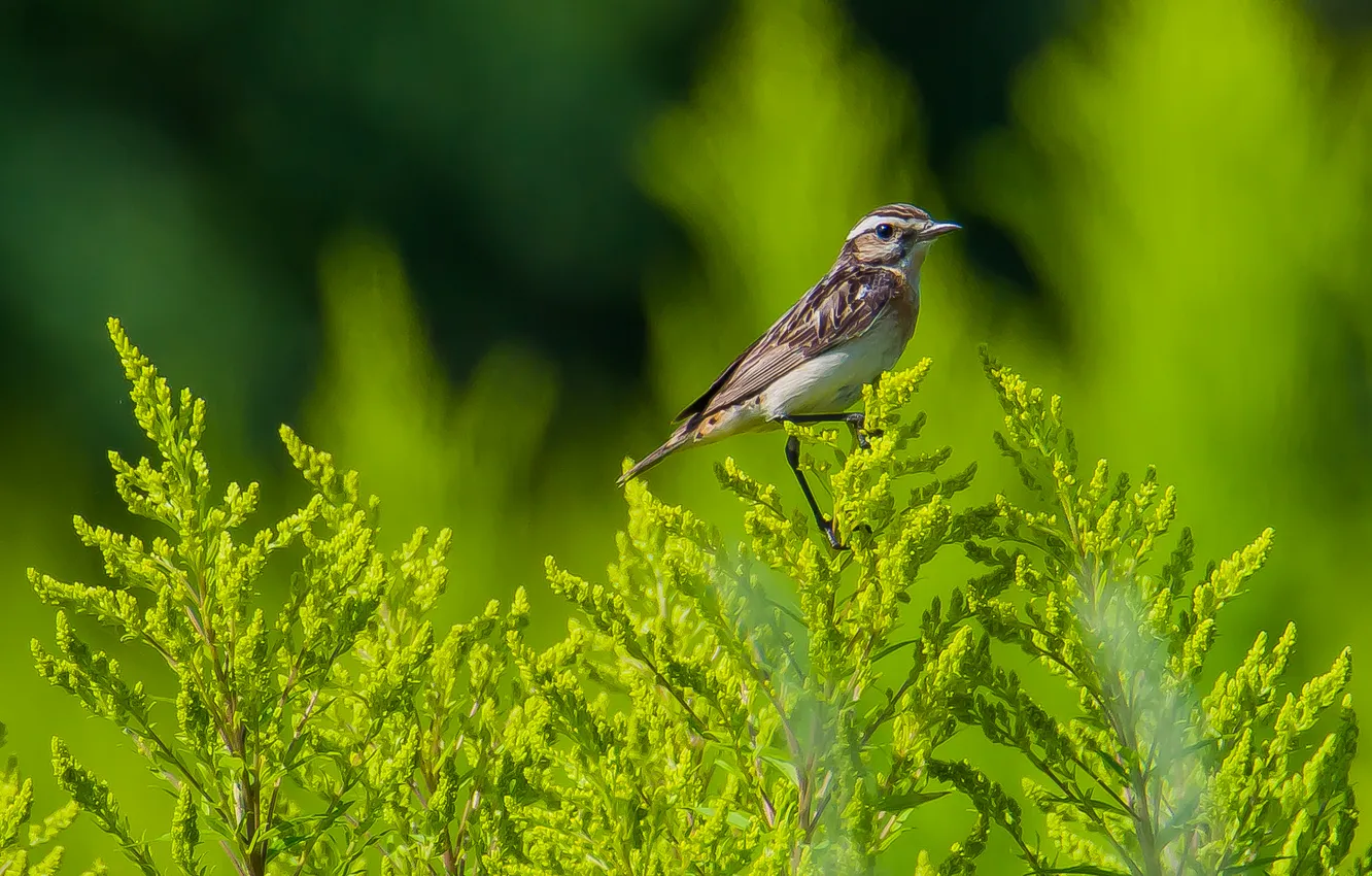 Photo wallpaper bird, photohunt, whinchat, nature