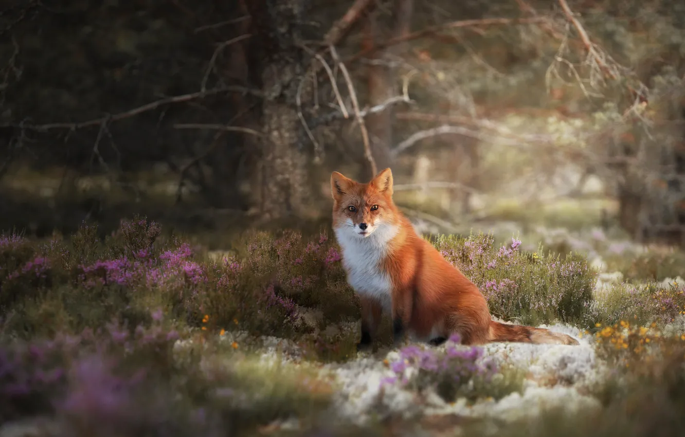 Photo wallpaper forest, grass, trees, nature, animal, moss, Fox, Fox