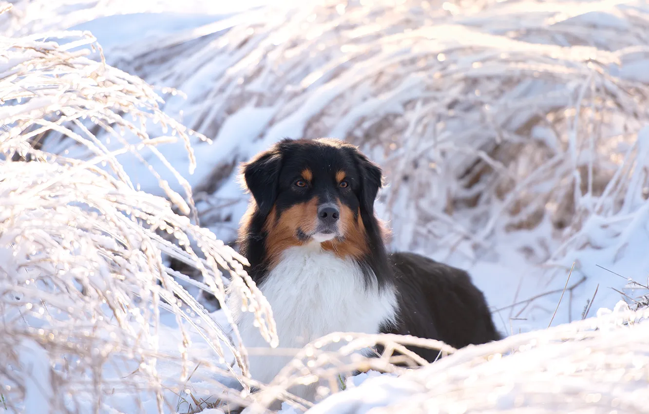 Photo wallpaper winter, snow, branches, nature, animal, dog, dog, Aussie