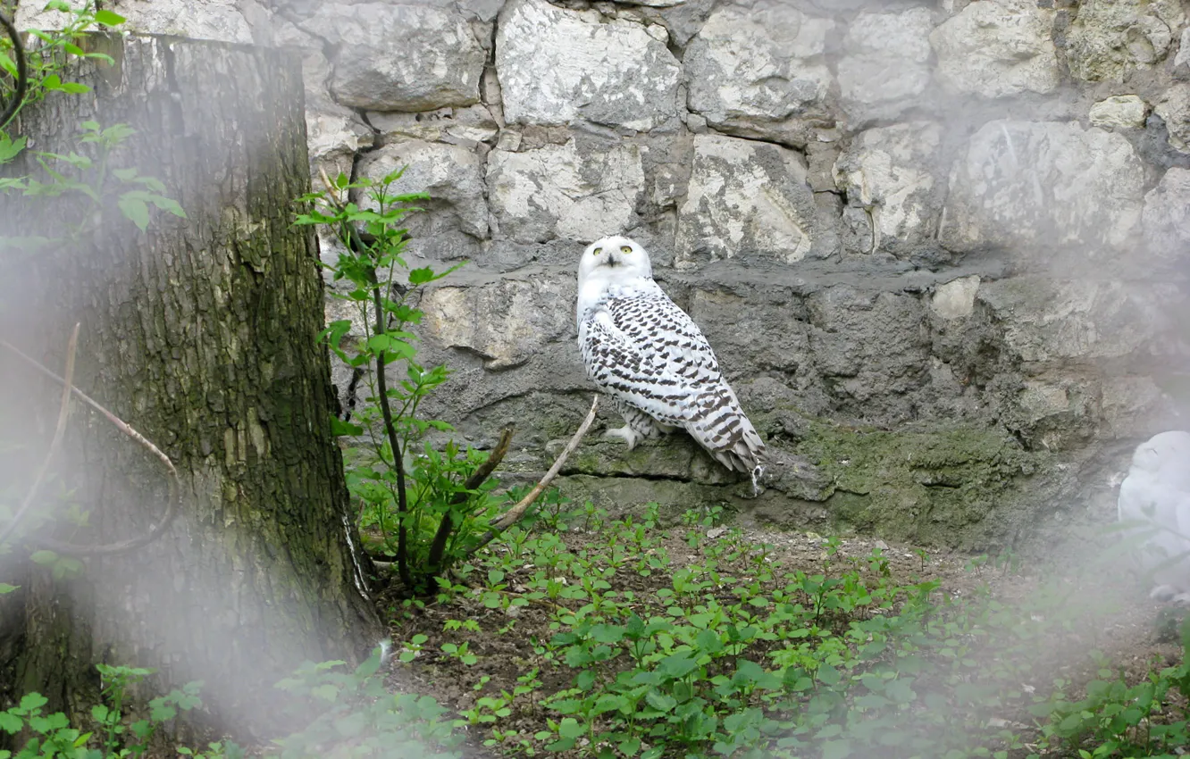 Photo wallpaper birds, owl, zoo