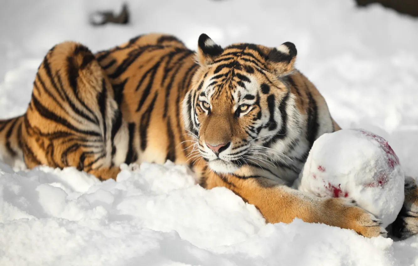 Photo wallpaper cat, look, snow, tiger, the ball, Amur