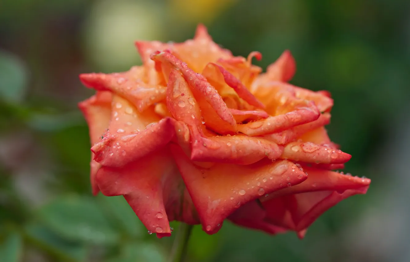 Photo wallpaper drops, macro, flowers, orange, roses, green background