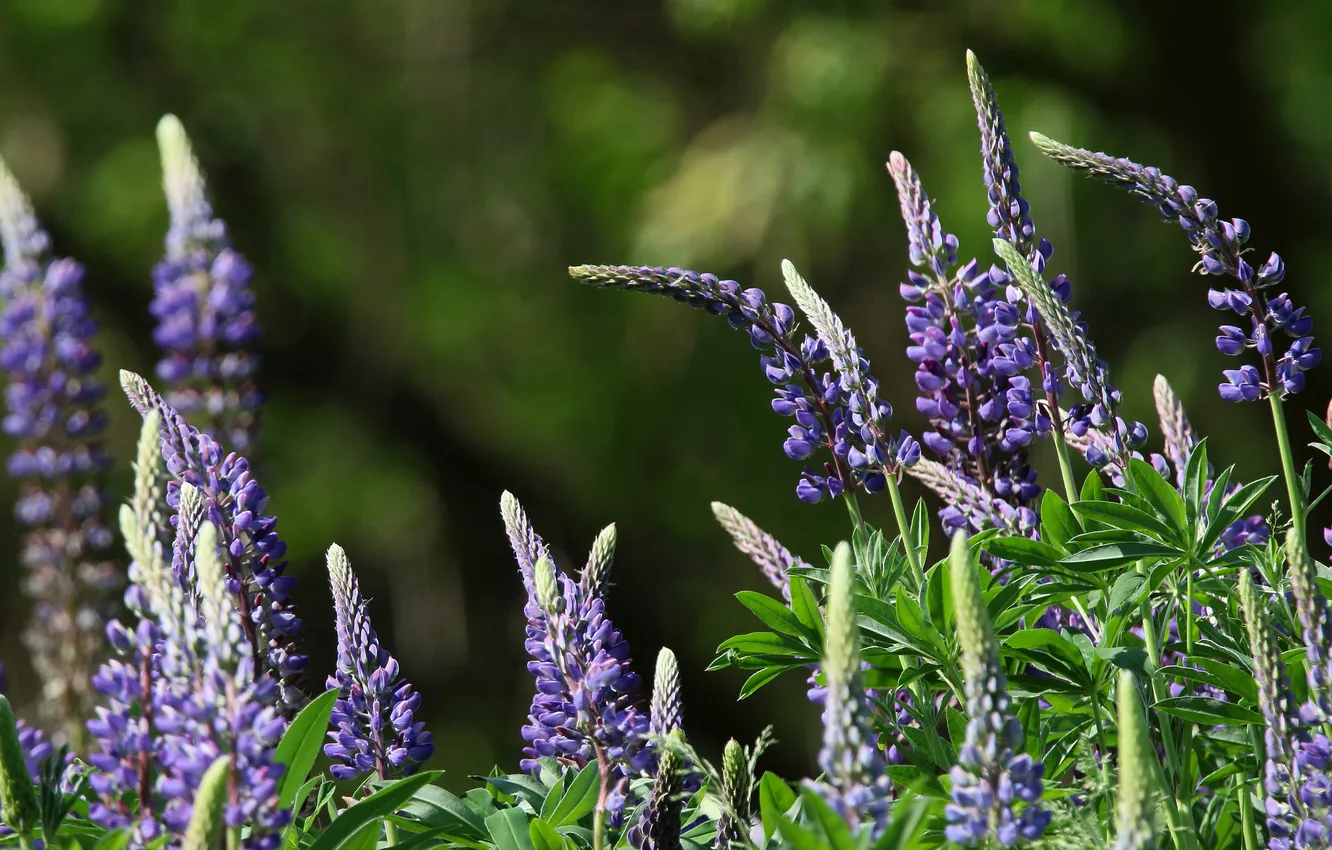 Photo wallpaper summer, flowers, nature, green background, lilac, bokeh, lupins