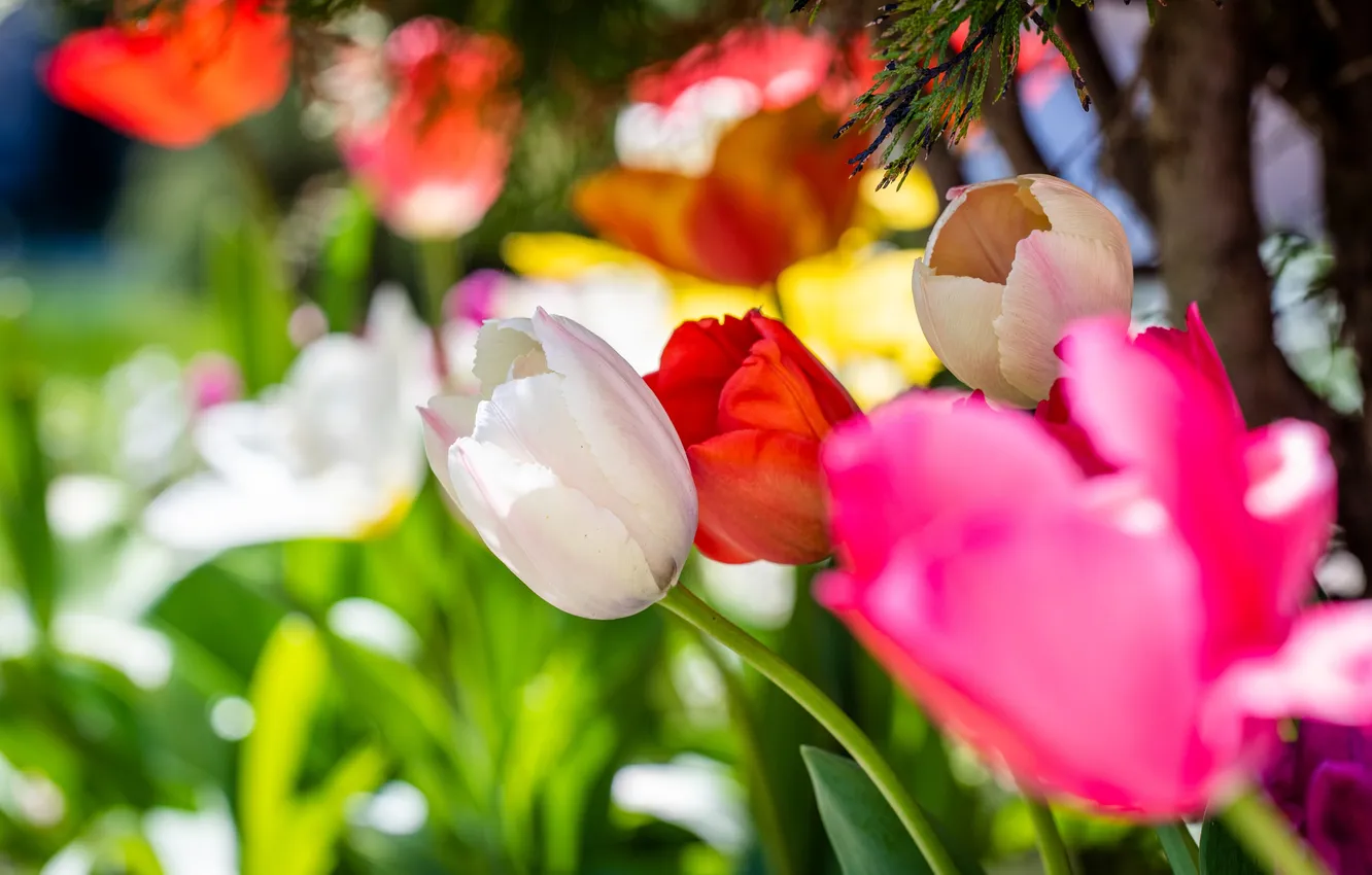 Photo wallpaper greens, light, flowers, red, bright, spring, tulips, pink