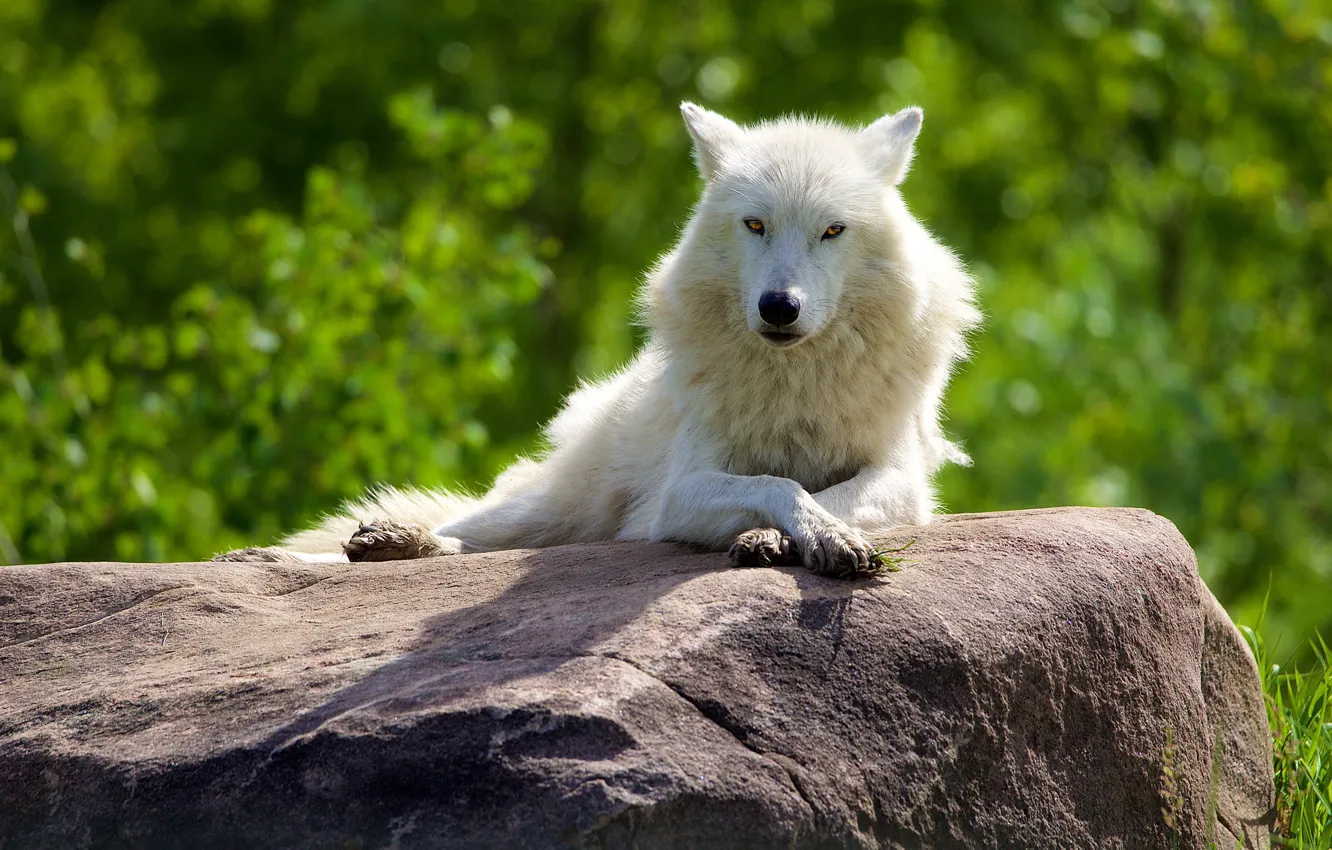 Photo wallpaper greens, white, summer, look, face, pose, stones, wolf