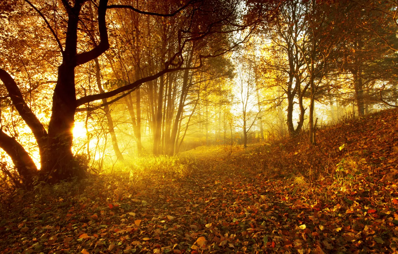 Photo wallpaper Nature, Autumn, Trees, Leaves, The Time Of Year, The Rays Of Light