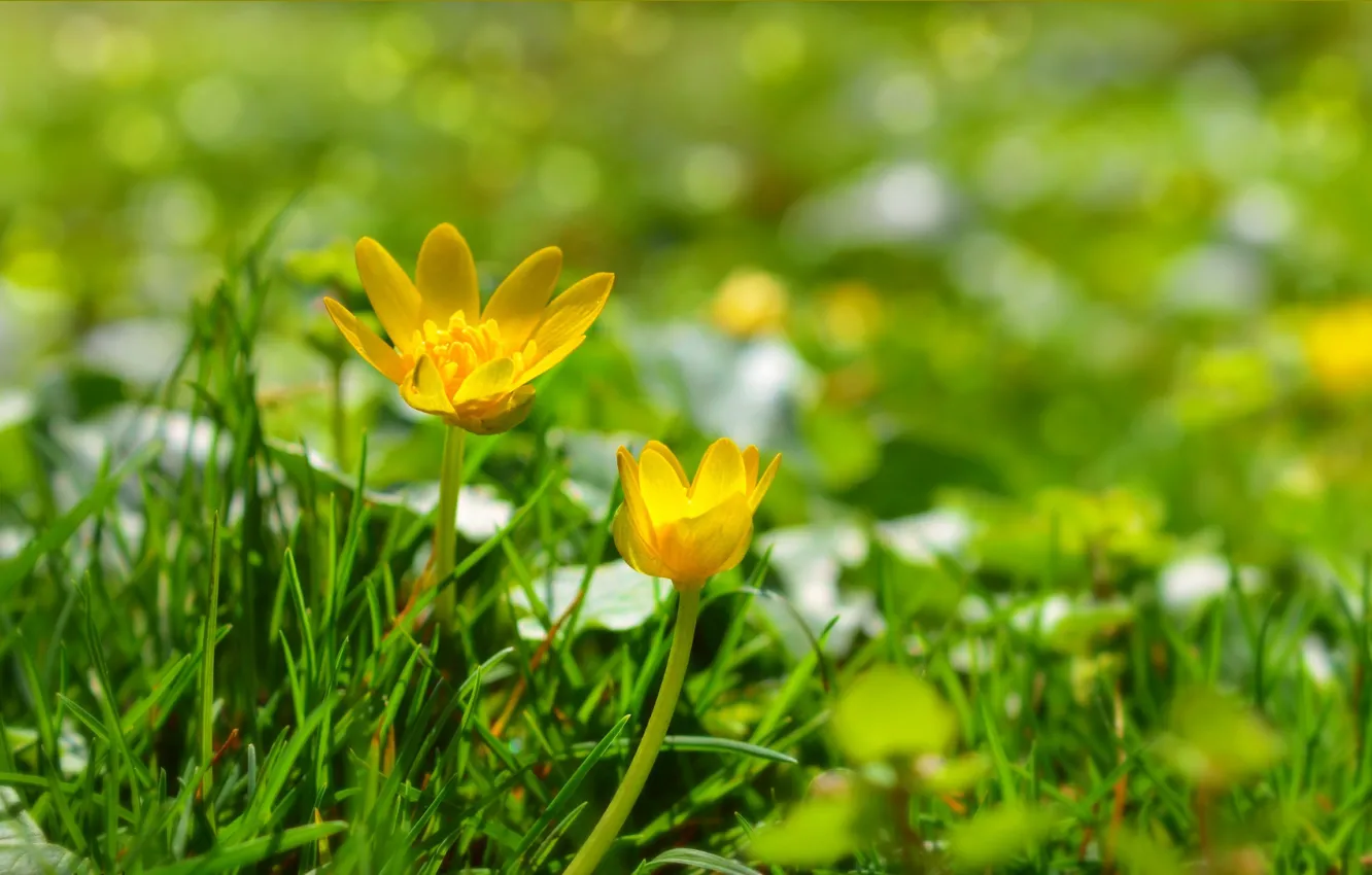 Photo wallpaper grass, nature, spring, Yellow flowers