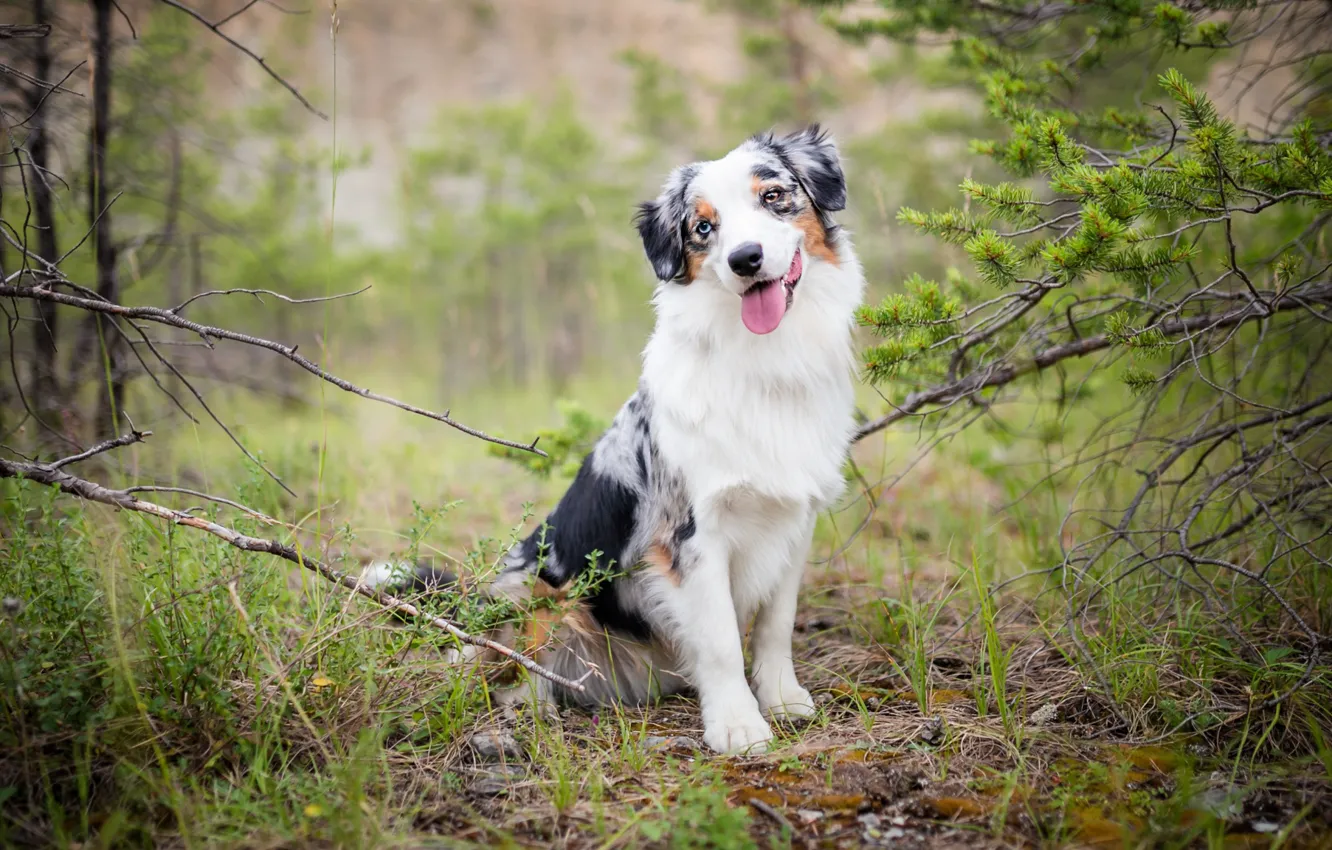 Photo wallpaper greens, forest, language, grass, look, face, branches, nature