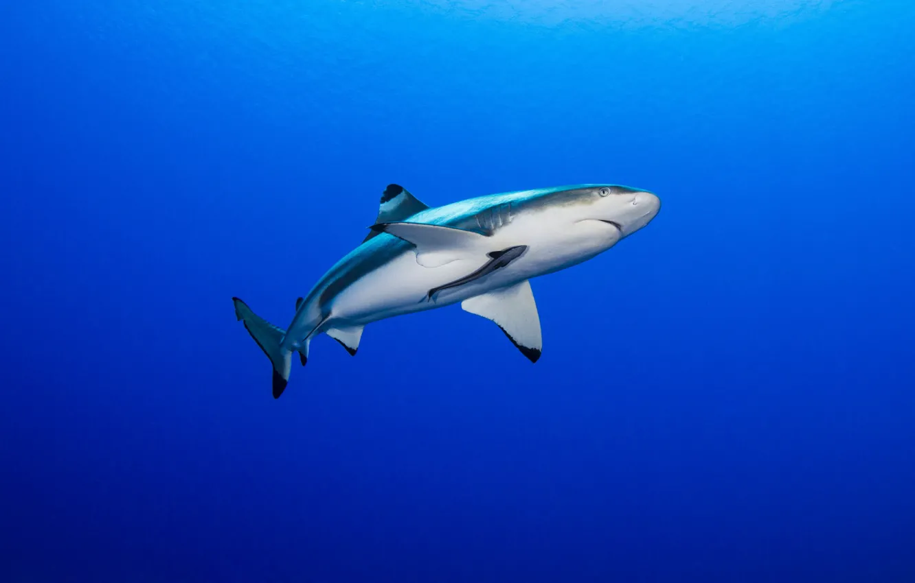 Photo wallpaper fish, shark, blue water, wildlife, marine life, the depths of the ocean