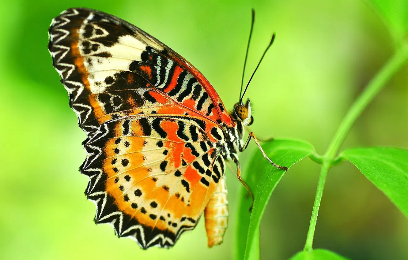 Photo wallpaper pattern, butterfly, plant, wings