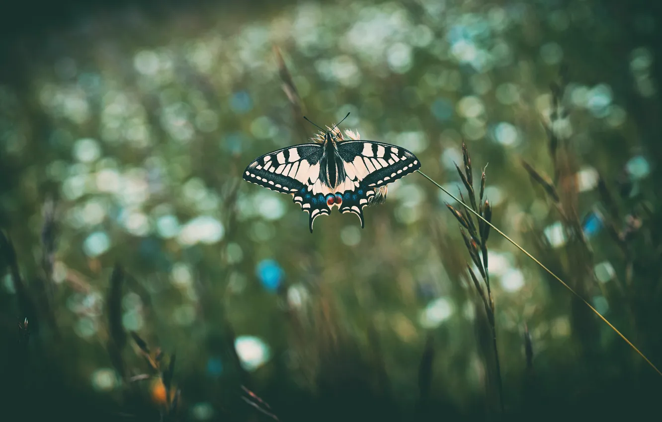 Photo wallpaper macro, the dark background, swallowtail, spikelets, bokeh, insect, butterfly
