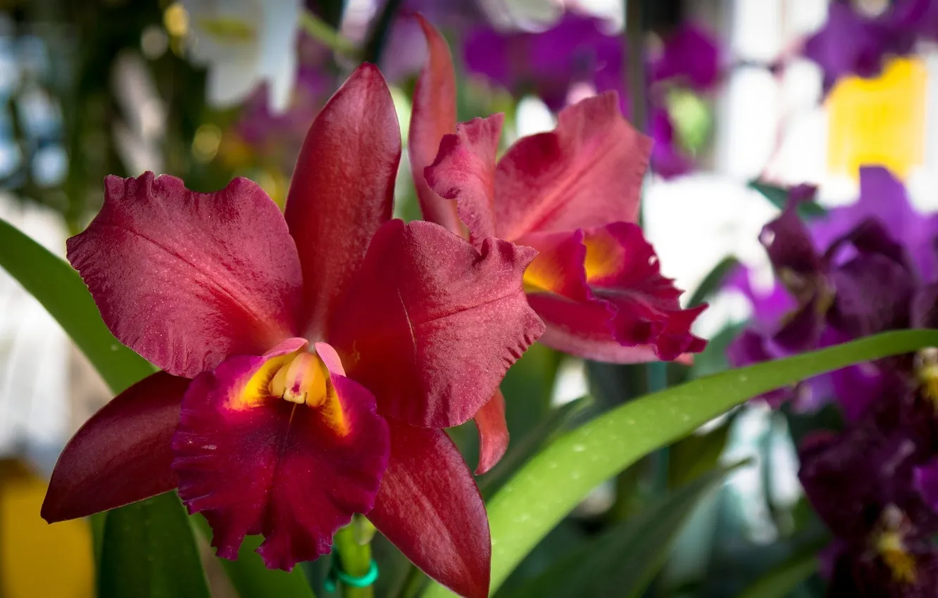 Photo wallpaper flowers, petals, iris