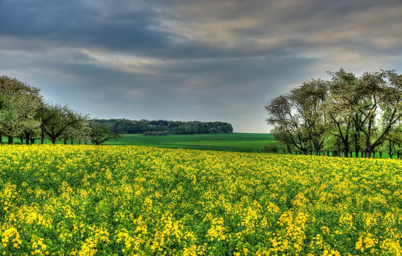 Photo wallpaper field, trees, Germany, rape, Hessen